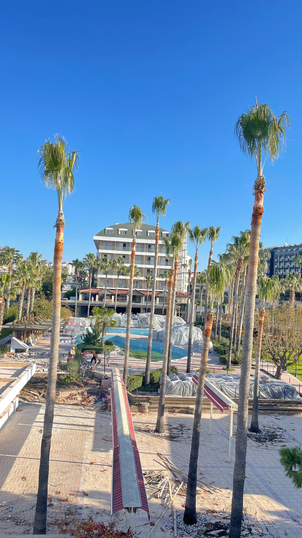 palmiye-agac-budama-fotograf (1) palmiye-agac-budama-fotograf (1)