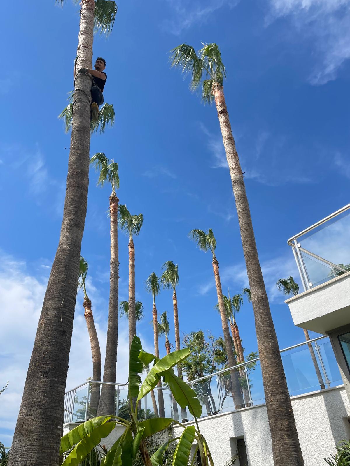 palmiye-agac-budama-fotograf (5) palmiye-agac-budama-fotograf (5)